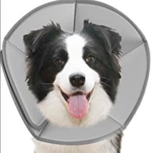 Dog cone for post surgery
